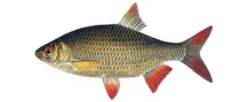 Жігіт төрт аяғымен тұрып, минет алады