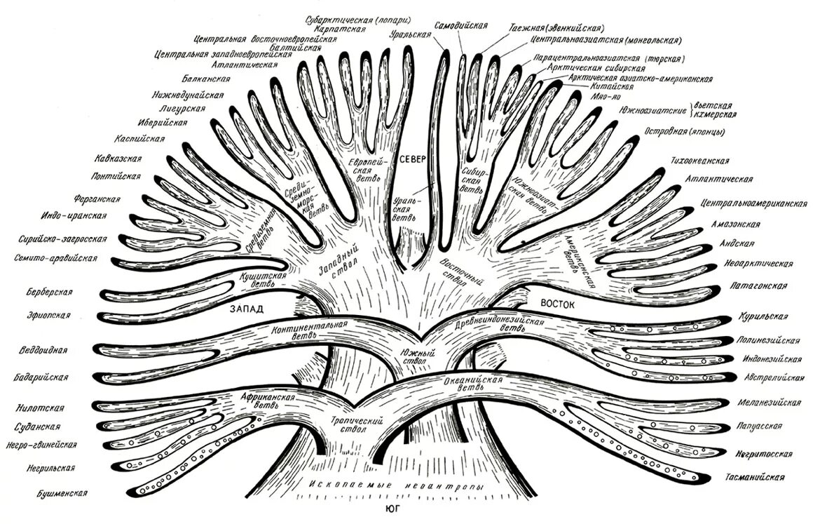 схема человек дерево