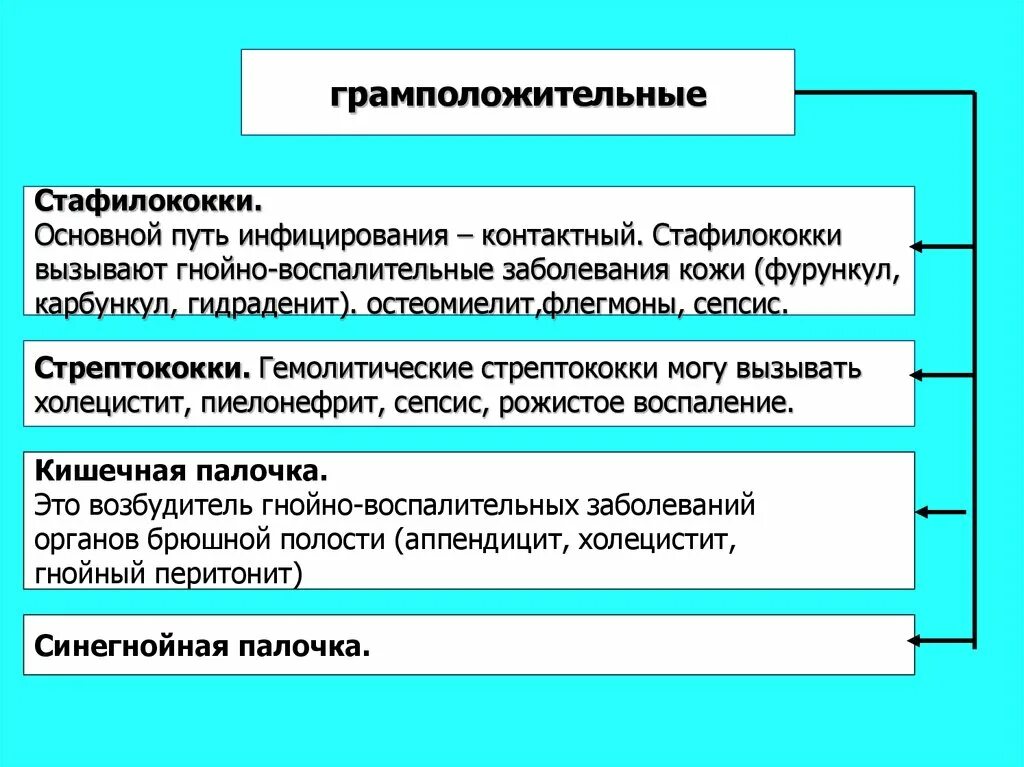 Какое заболевание вызывает стафилококк. Стафилококк вызывает. Стафилоккок вызываю заб. Болезни вызываемые стафилококками. Спектр заболеваний вызываемых стафилококками.