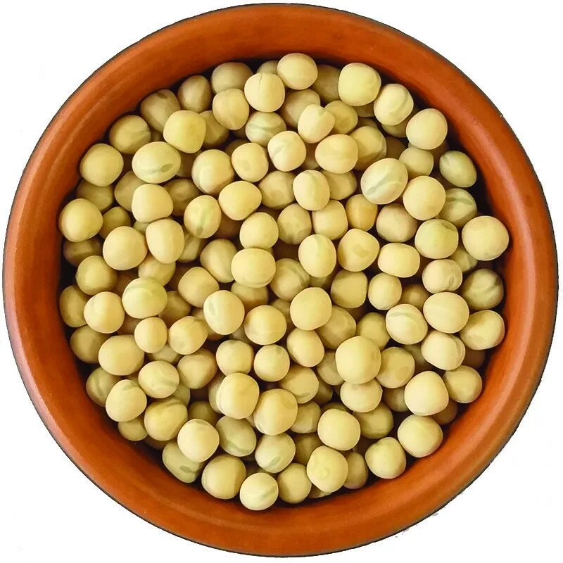 подготовка семян гороха пелюшка к посеву. проростки гороха посевного. семена гороха прорастание. прорастить семена гороха. как сделать семена гороха.