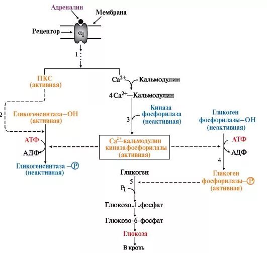 Схема Синтез и распад распад гликогена. Механизм действия адреналина схема. Регуляция синтеза и распада гликогена схема. Синтез гликогена биохимия схема.