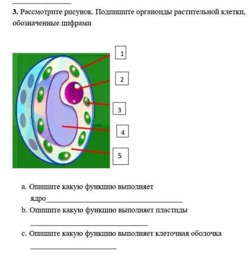 Органоид обозначен на рисунке цифрой. Подпишите органоиды клетки, обозначенные цифрами.. Органоиды клетки обозначенные цифрами. Рассмотрите рисунок подпишите органоиды клетки обозначение цифрами. Обозначьте органоиды клетки.