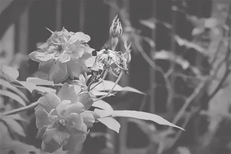 Filter grayscale. Filter grayscale