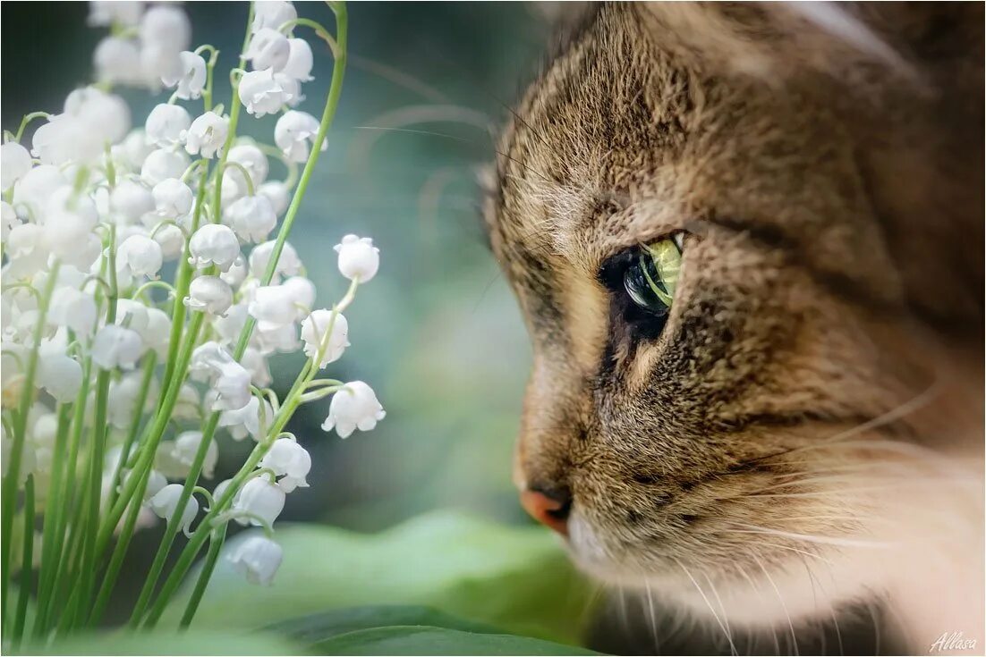 С 1 ждем весны. Кошки весной. Кошки и Ландыши.