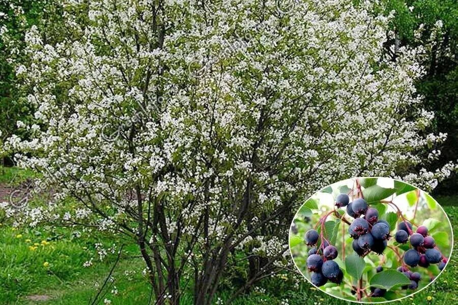 Ирга групп. Ирга куст. ирга круглолистная. ирга круглолистная куст. ирга ламарка ягоды.
