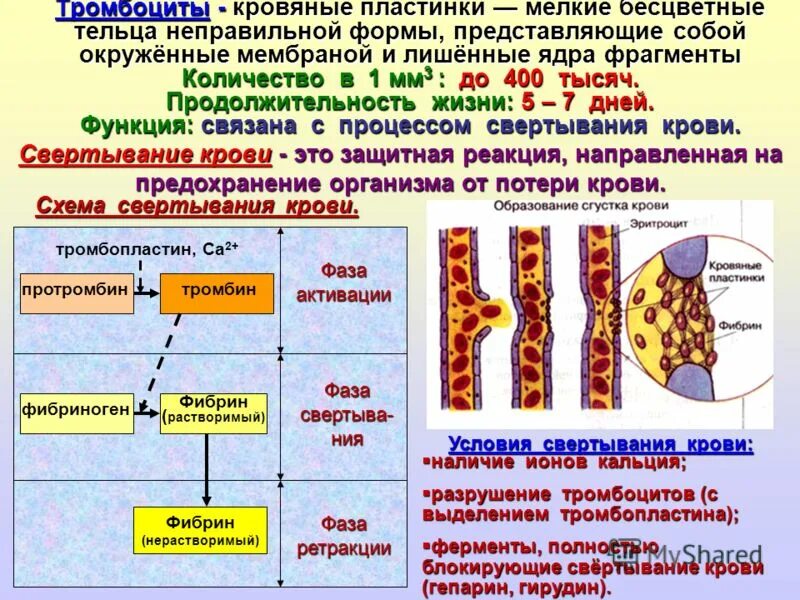 Количество тромбоцитов в 1 мм3. Тромбоциты свертывание крови. роль тромбоцитов в свертывании крови. место образования тромбоцитов. тромбоциты это в биологии.
