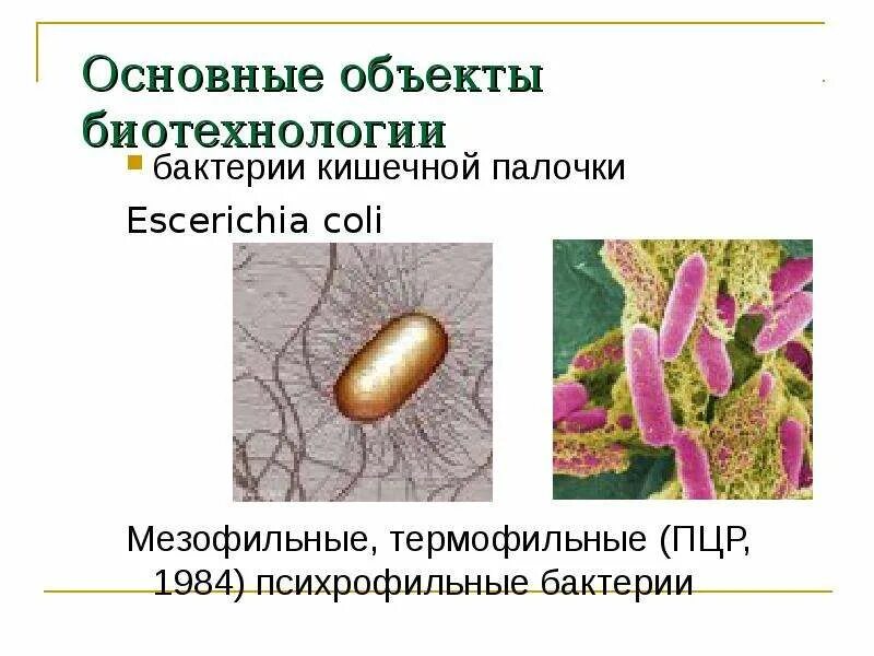 Микроорганизмы используемые в биотехнологии. Бактерии и вирусы в биотехнологиях. Биотехнология микроорганизмов. Объекты биотехнологии бактерии. Бактерии в биотехнологии.