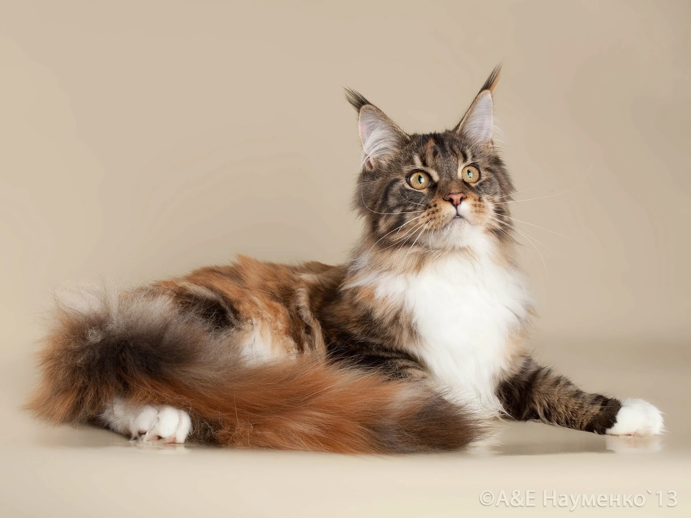 мейн кун нижний новгород. мейн кун питомник нижний новгород. купить мейн куна в магнитогорске. гибрид мейн куна. мейн кун нижний новгород.