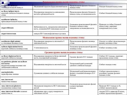 Таблица мышц рук