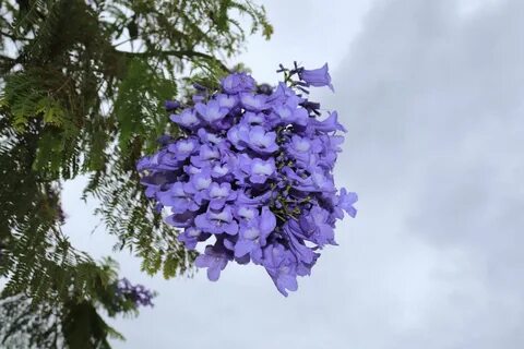 Blue tree