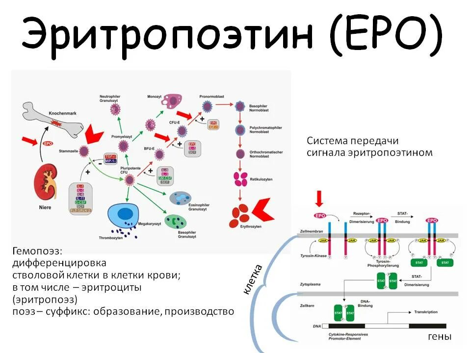 Эритропоэтин что это. Эритропоэтин (EPO) механизм действия. Эритропоэтин схема. Эритропоэтин структура функции. Эритропоэтин клетки мишени.