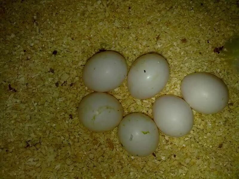 Оплодотворенное ли яйцо. Оплодотворенные яйца волнистых попугаев. Неоплодотворенные яйца волнистых попугаев. Яйца попугаев неразлучников.