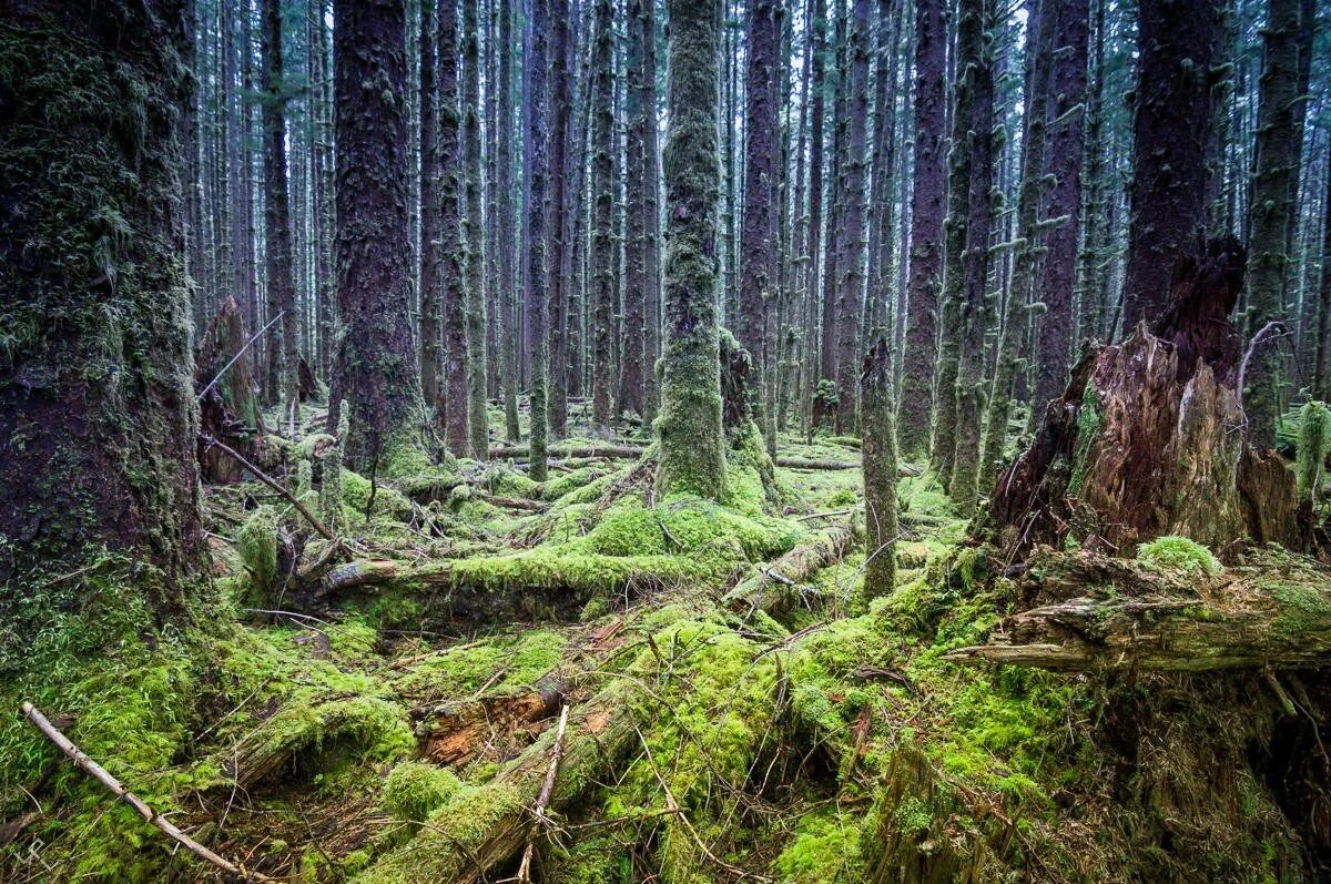 Дикий хвойный. Форкс в Olympic National Park. Труднопроходимый хвойный лес. Тайга хвойный Бор НЕПРОХОДИМАЯ. Труднопроходимый лес Тайга.