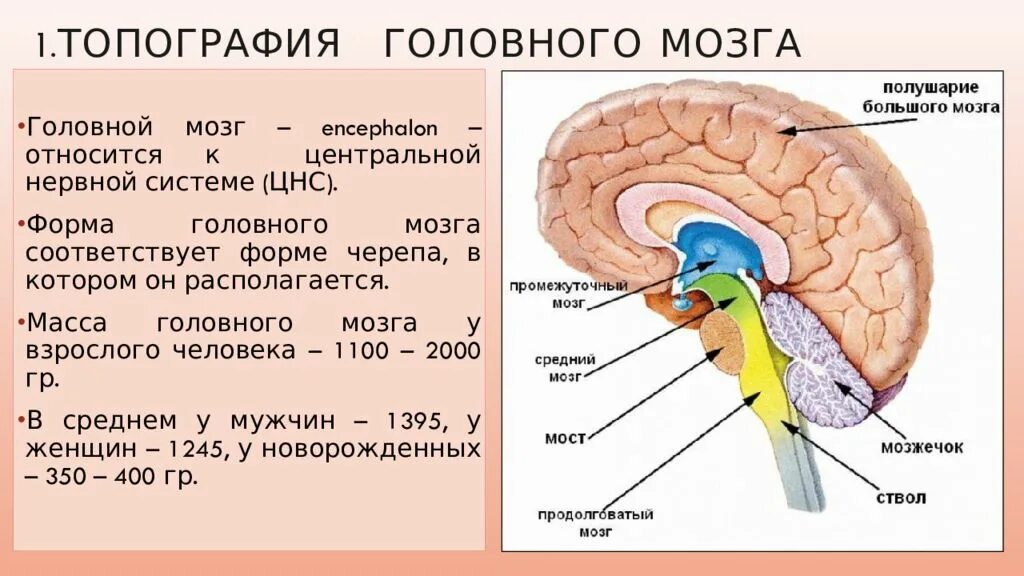 Топография отделов головного мозга. Мозг человека анатомия и физиология. Головной мозг топографи. Отделы промежуточного мозга.