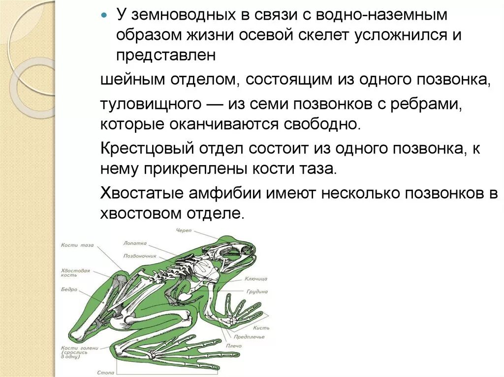 Опорно двигательная система земноводных. Скелет земноводныхземнводные. Опорно двигательная система земноводных таблица. Отделы скелета земноводных. Тело земноводных состоит из