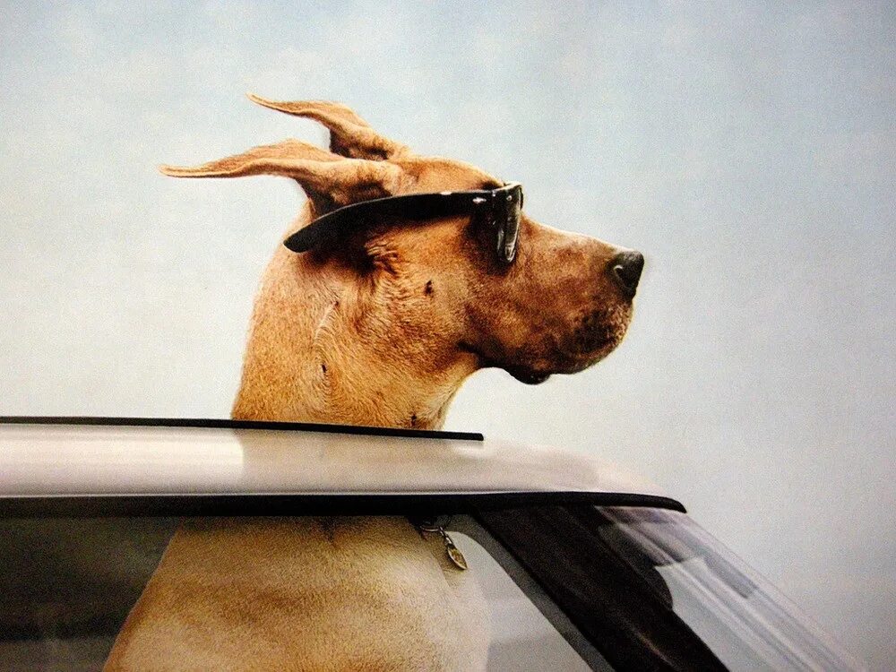 Нос по ветру значение. Собака высунулась из машины. Собака выглядывает из окна машины. Собака на ветру в машине. Собака из окна машины.
