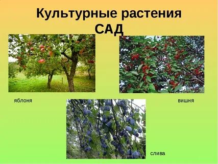Культурные кустарники примеры