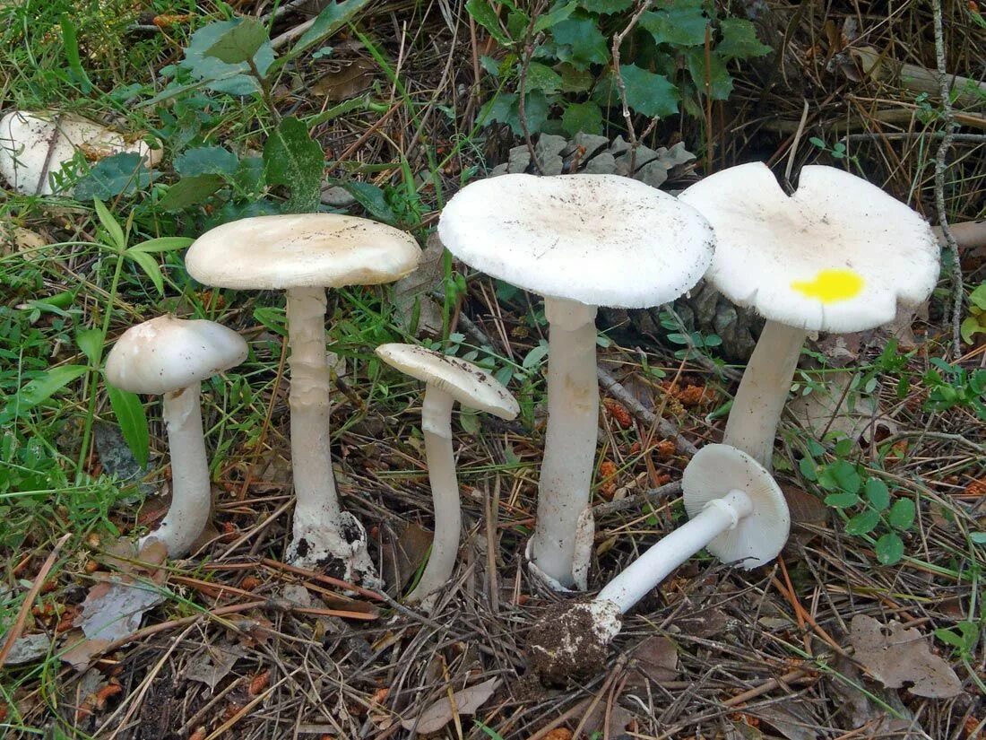 Какие белые поганки. Мухомор весенний (Amanita Verna). Белая поганка гриб. Белая поганка мухомор вонючий. Бледная поганка гриб.