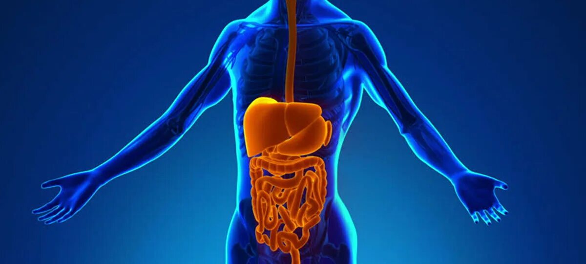Система пищеварения человека. Человеческий организм. Организм человека пищеварительная система. Фон организм. Физических нагрузок кровообращение