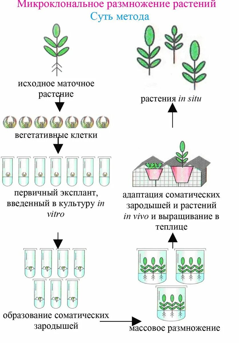 Микроклональное размножение растений схема. Метод микроклонального размножения растений. Схема микроклонального размножения растений растений. Схема микроклонального размножения земляники. Установите последовательность этапов выращивания растения