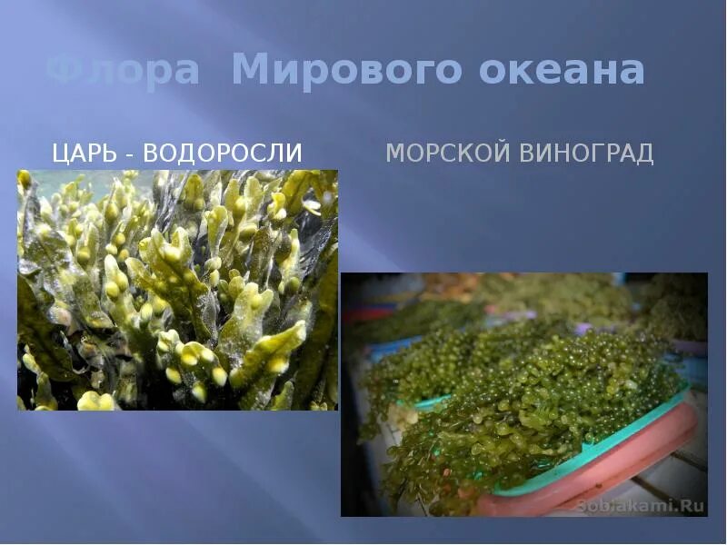 Водоросли морской виноград фукус. Морской виноград фукус гранулированный. Морской виноград съедобный. Водоросли фукус купить