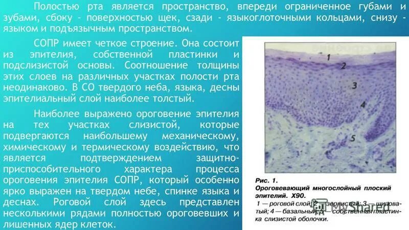 подслизистый слой ротовой полости. функции слизистой оболочки ротовой полости. анатомия слизистой оболочки полости рта. функции слизистой оболочки ротовой полости. защитные функции слизистой оболочки полости рта.