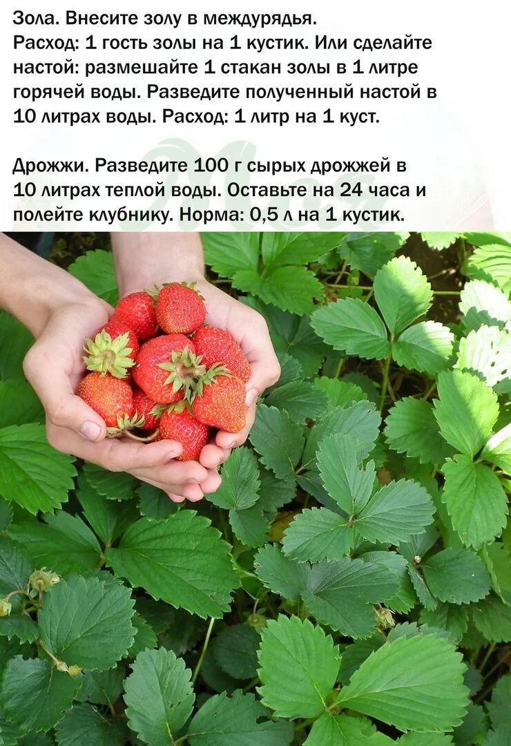 Надо подкармливать клубнику во время плодоношения. Земляника. Подкормка клубники во время плодоношения. Чем подкормить клубнику во время плодоношения. Подкормить клубнику в начале плодоношения.