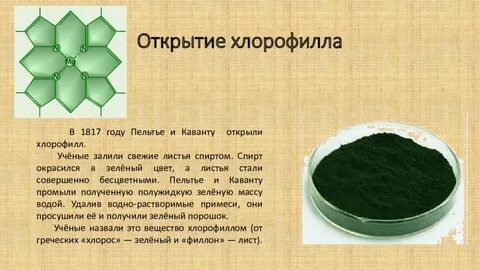 Как называется хлорофилл