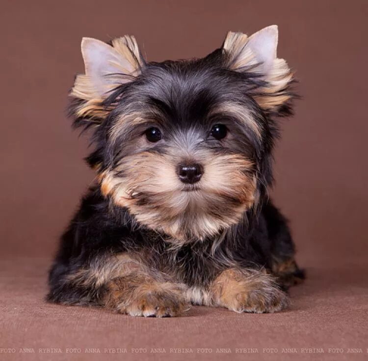 Королевский тойтерьер. Йоркширский терьер. Тор терьер гладкошерстный. Супер мини йоркширский терьер. Русский той-терьер.