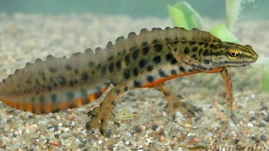 Тритон гребенчатый (ящерица). Испанский иглистый тритон. Гребенчатый тритон самка. Малоазиатский тритон. Тритон млекопитающее.