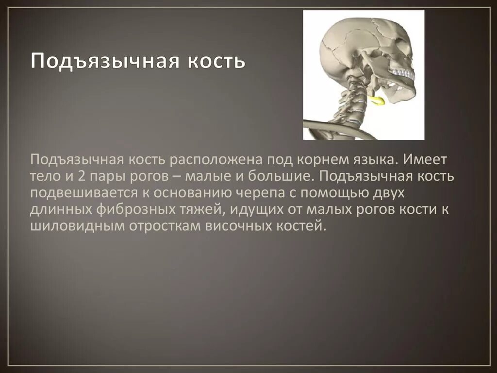 Где находится подъязычная кость. Подъязычная кость. кости черепа подъязычная. подъязычная кость в черепе. подъязычная кость кость.