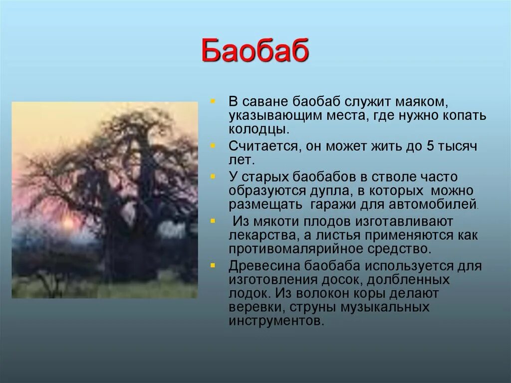 Для какой природной зоны характерно дерево баобаб. Баобаб презентация. Баобаб рассказ. Информация о дереве баобаб. Баобаб природная зона.