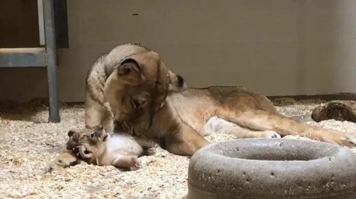 Conservationist lets lioness out of cage and she pounces on him Horror fans, Ani