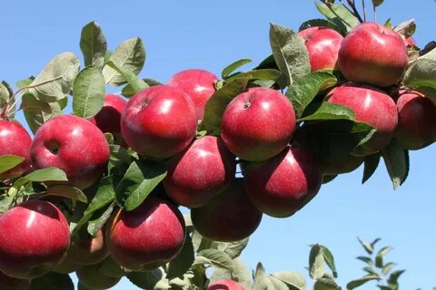 Яблоня свердловская