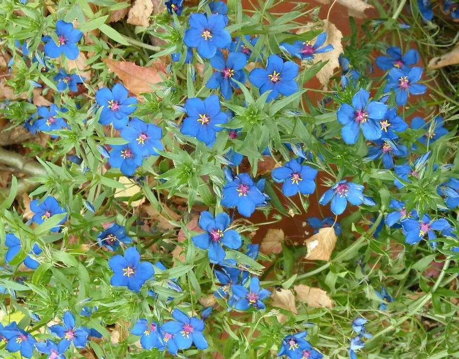 Анагаллис фото. Анагаллис фото. Анагалис синеглазка. Анагаллис очарование. Анагаллис фото.