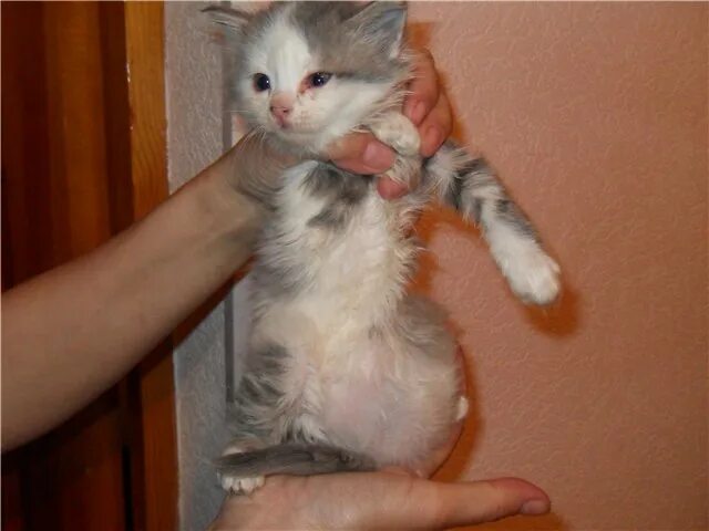 Живот котенка. Пузатый котенок. у котят большие животики. нормальный животик у котенка.
