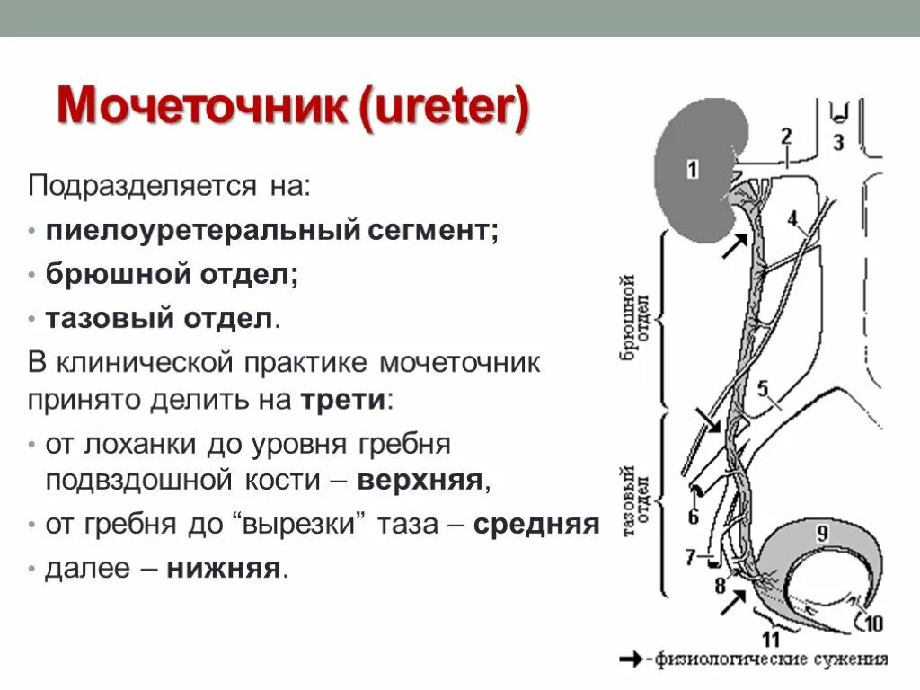 Характеристика мочеточника. Топография и строение мочеточников. Мочеточники части сужения. Сегменты мочеточника схема. Интрамуральный отдел мочеточника.