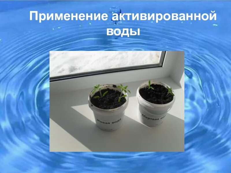 Влияние воды на рост растений. Эксперимент Живая и мертвая вода. Опыты с мертвой и живой водой. Влияние мертвой воды на растения. Влияние минеральной воды на растения