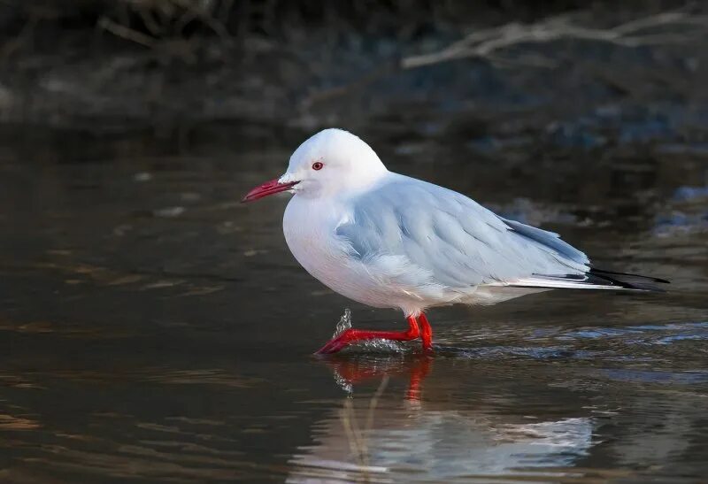 Морской голубок. Чайка морской голубок. морская голубка. short-billed gull.