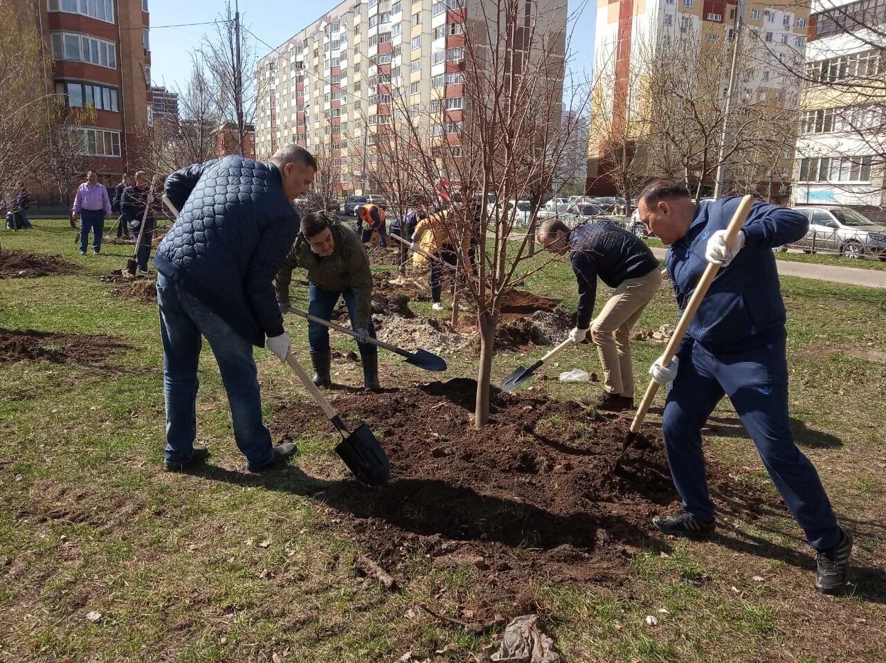 Высадка деревьев. Посадка деревьев Озеленение. Посадка деревьев в городе Озеленение. Высадка зеленых насаждений. Высадка насаждений