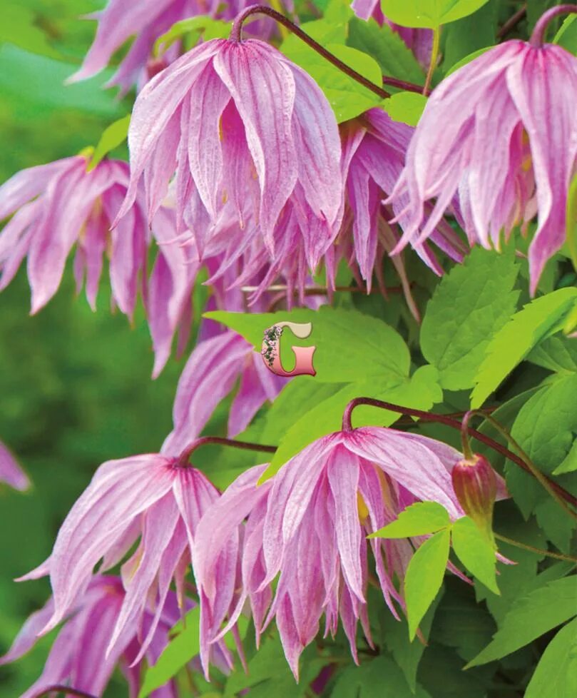 Clematis Markham's Pink клематис Maркхамс Пинк саженцы княжик, цена 120 грн в Дн