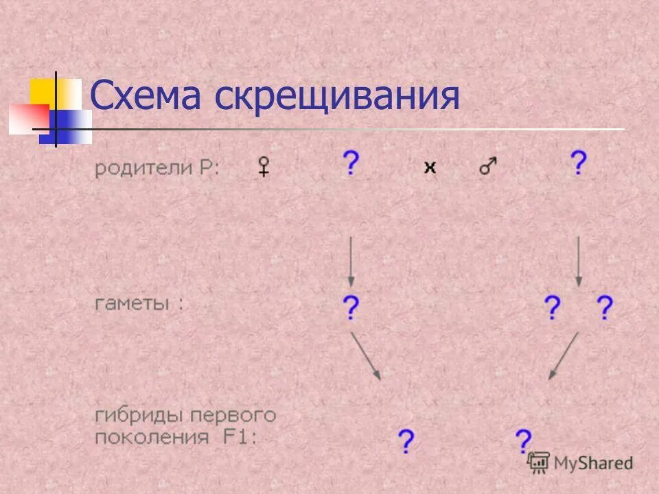 Гомозигота и гетерозигота примеры. Гомозиготный и гетерозиготный генотип. Гетерозиготный ген. Как наследуется гетерозигота. Компаунд гетерозиготное состояние.