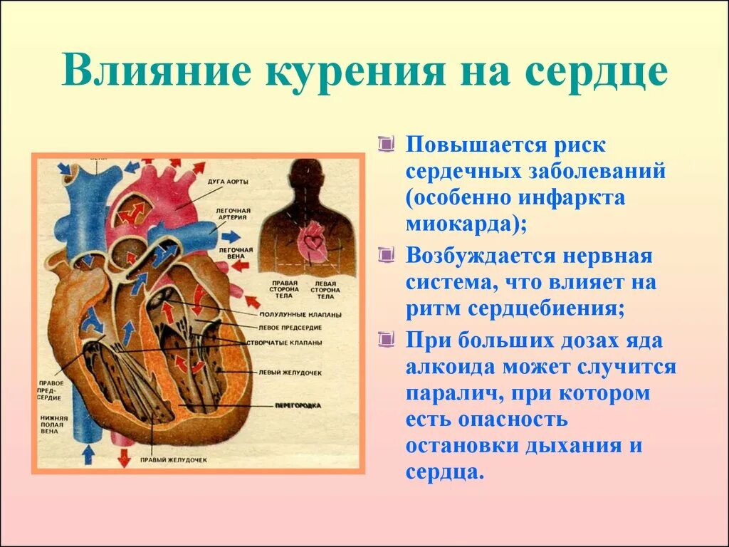 Влияние курения на сердечно сосудистую систему. Влияние табака на сердечно сосудистую систему. Воздействие табакокурения на сердечно-сосудистую систему.. Вредное влияние курения на сердечно сосудистую систему.