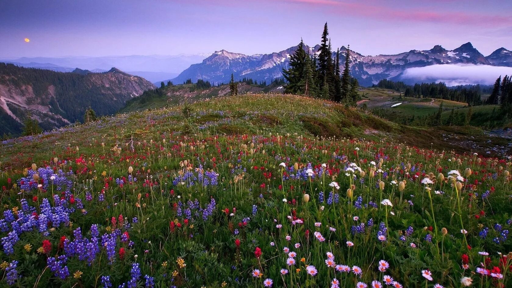 поляна горный алтай