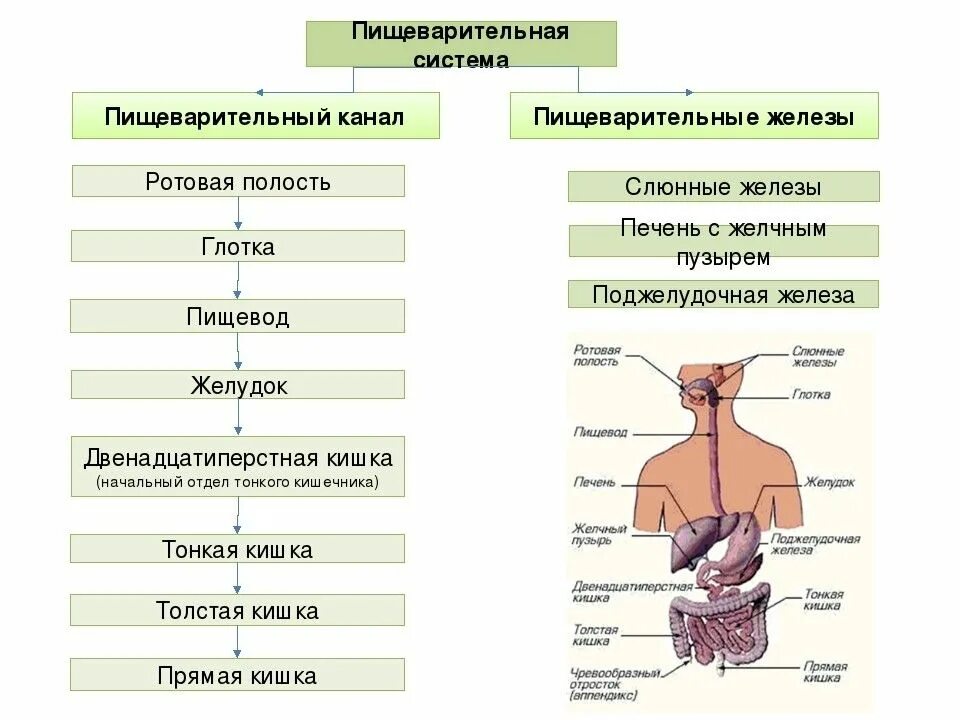 В какую систему органов входит пищевод. Строение пищеварительной системы и функции схема. Органы пищеварения человека таблица строение и функции. Анатомическое строение пищеварительной системы человека. Пищеварительная система пищеварительный канал и железы.