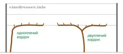 Кордон какая