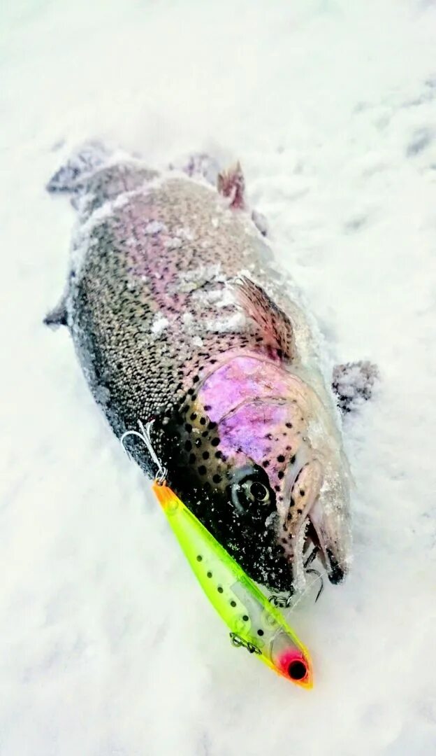 Форель со льда на платнике. Форелевая резина sorex. Снасти на форель на платнике зимой. Монтаж на форель на платниках зимой. Форель зимой.