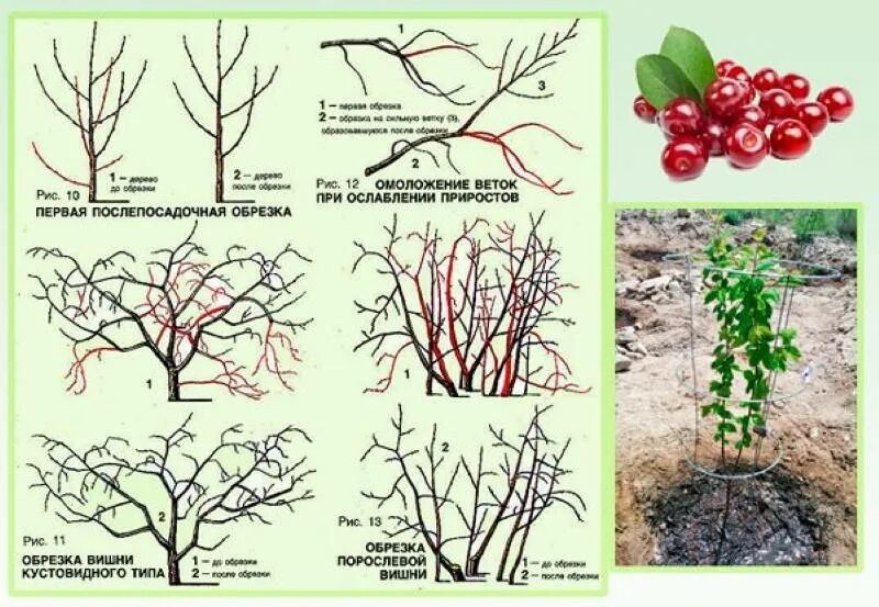 Как ухаживать за вишней. Кустовидная вишня формировка. Войлочная вишня куст. Обрезка войлочной вишни весной. Обрезаем кустовую вишню.