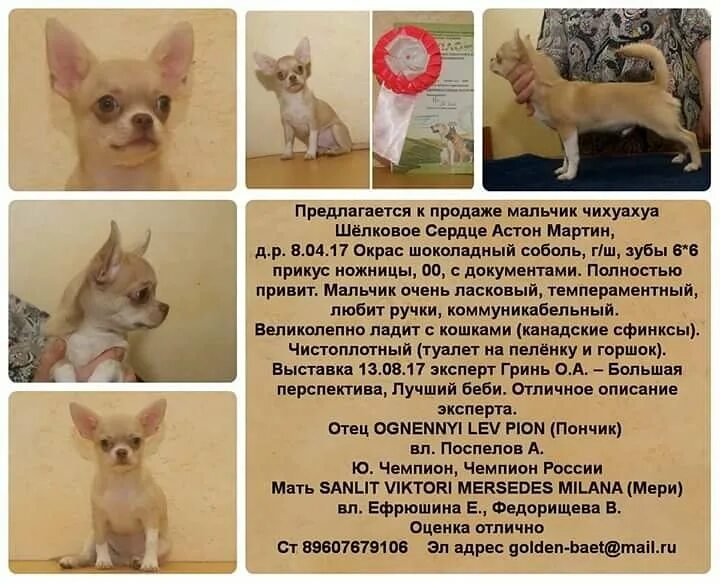 Чихуахуа стандарт породы. Стандарт породы чихуахуа окрасы. Чихуахуа мини экстерьер. Чихуахуа Тип шерсти