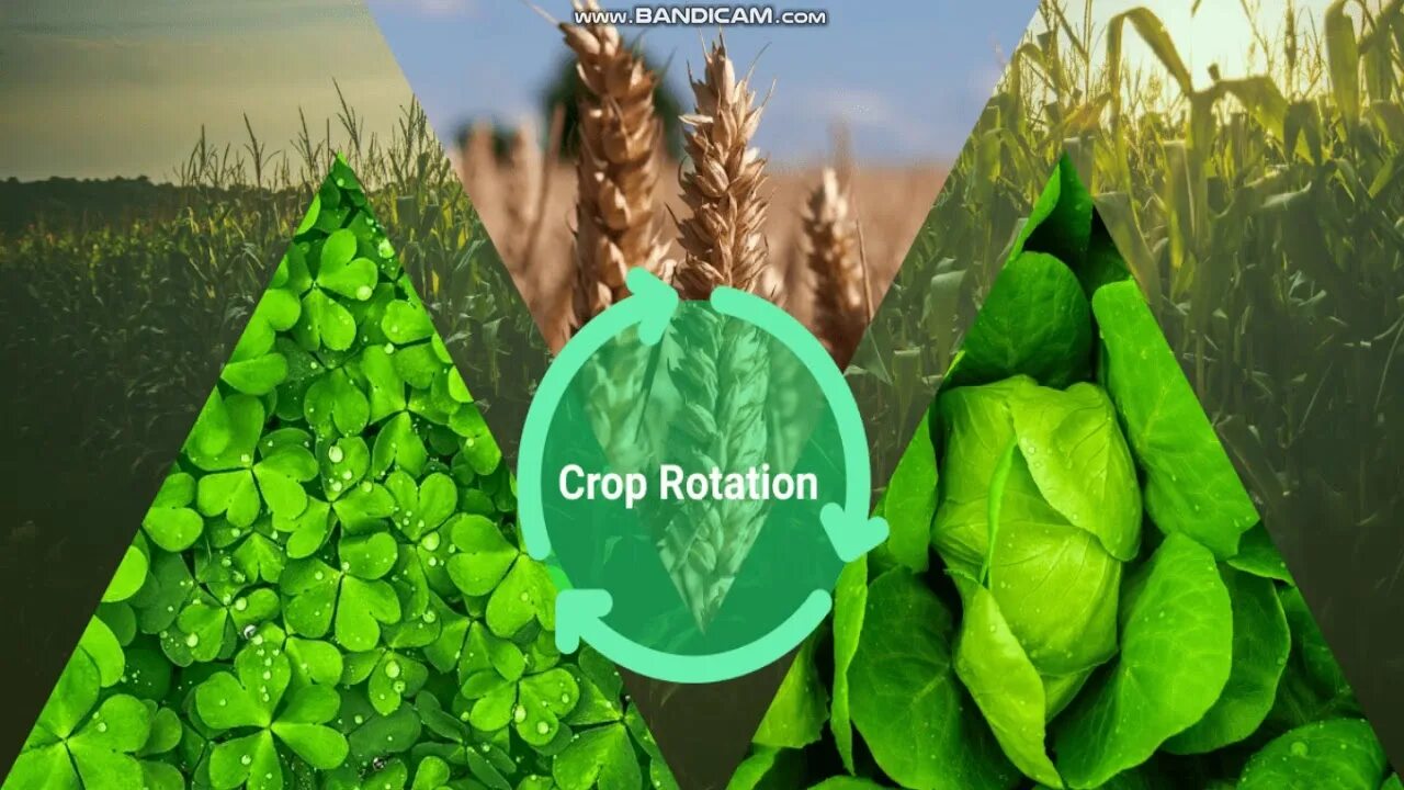 Crop rotation. Овощекормовой севооборот crop rotation. crop примеры. agricultural cooperatives crop rotation.